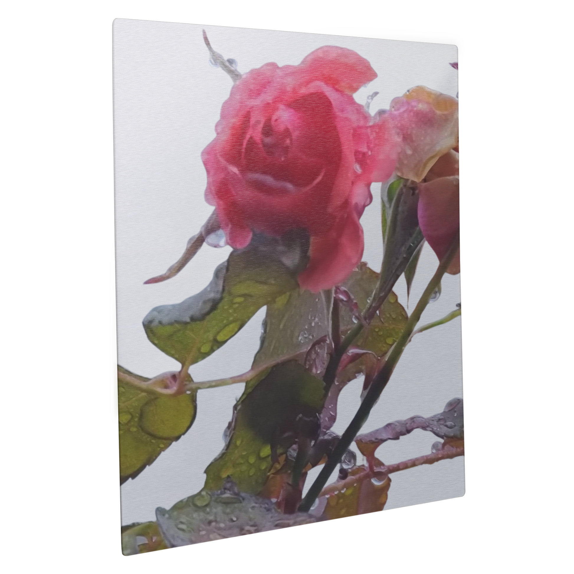 rose_11x14_V_Main_Angle_Mockup.png_15631746