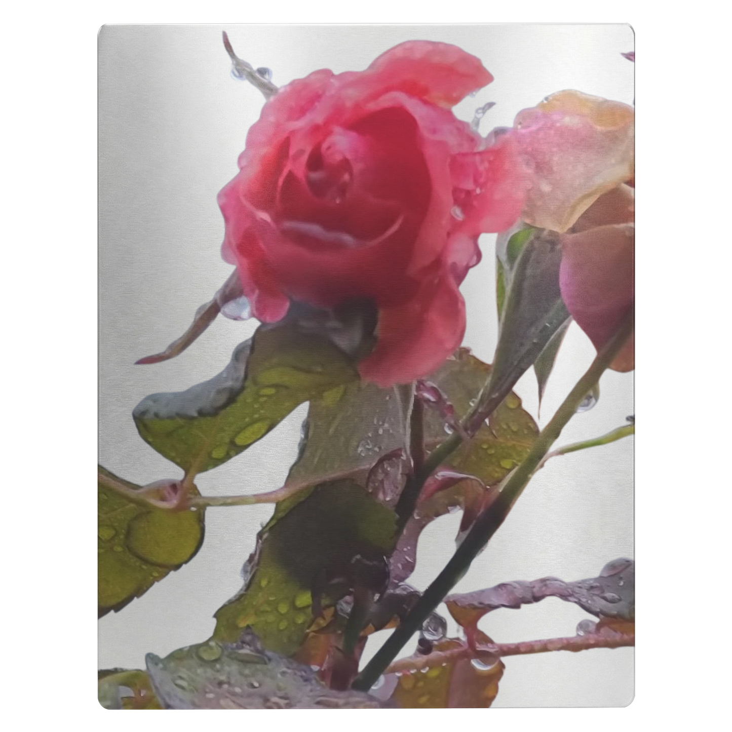 rose_11x14_V_Main_Mockup.png_15631745