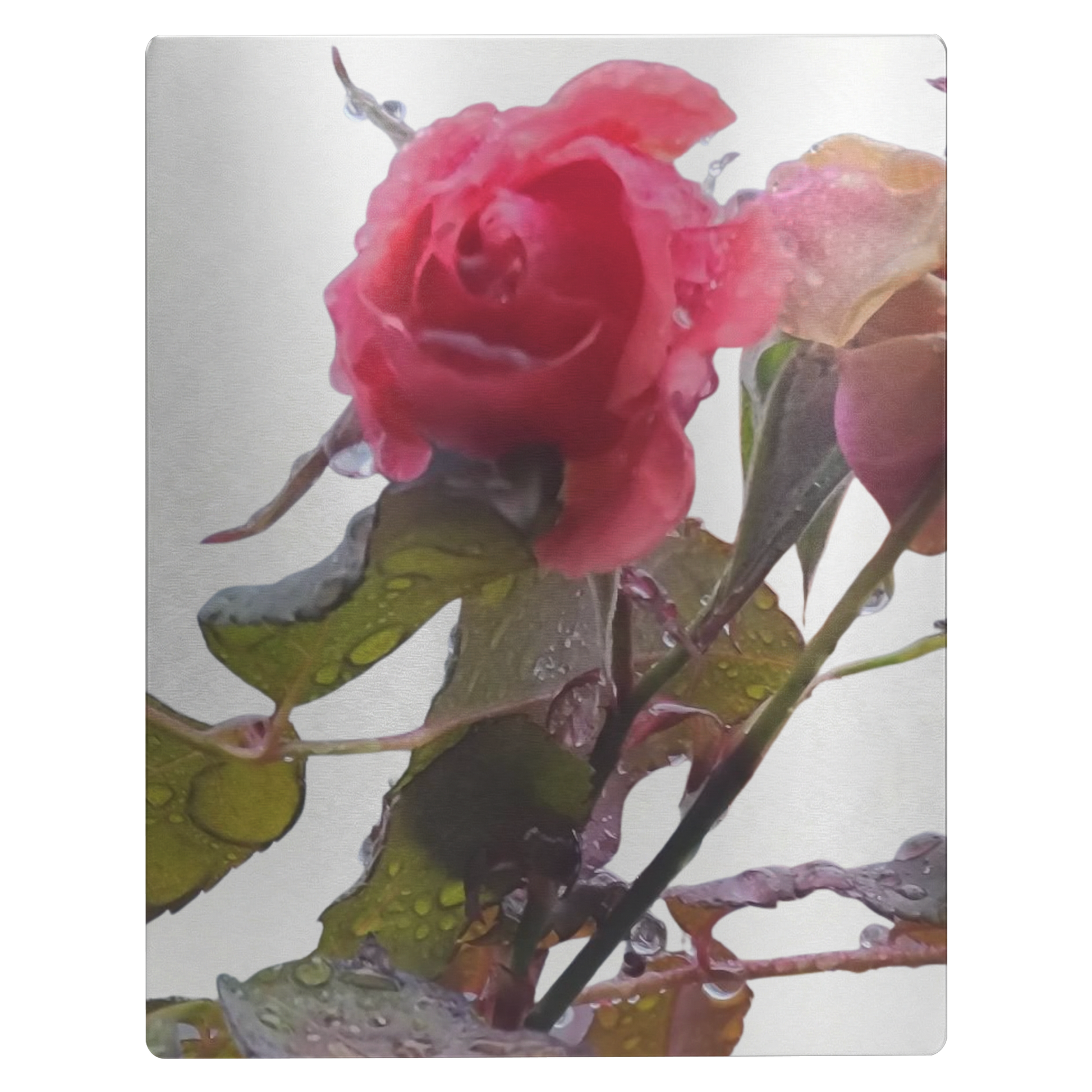 rose_11x14_V_Main_Mockup.png_15631745